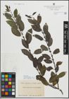 Foto von Salix myrsinifolia Salisb. x Salix phylicifolia L.